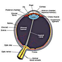 Women Making Eye Contact Abroad